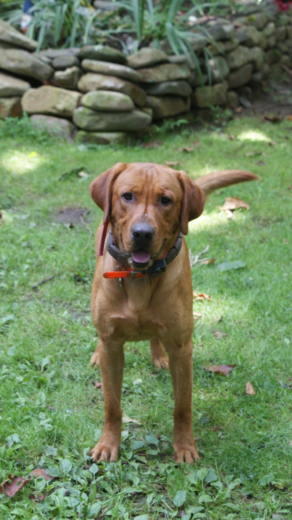 Here is the father, Clyde, a red fox lab!