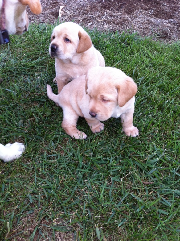 We are looking for a good home for our puppies, one female and one male